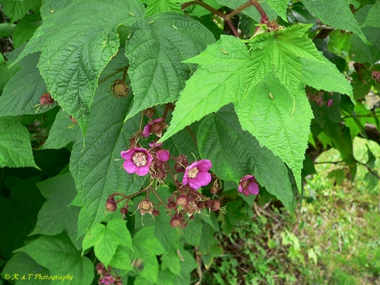 {Rubus odoratus}